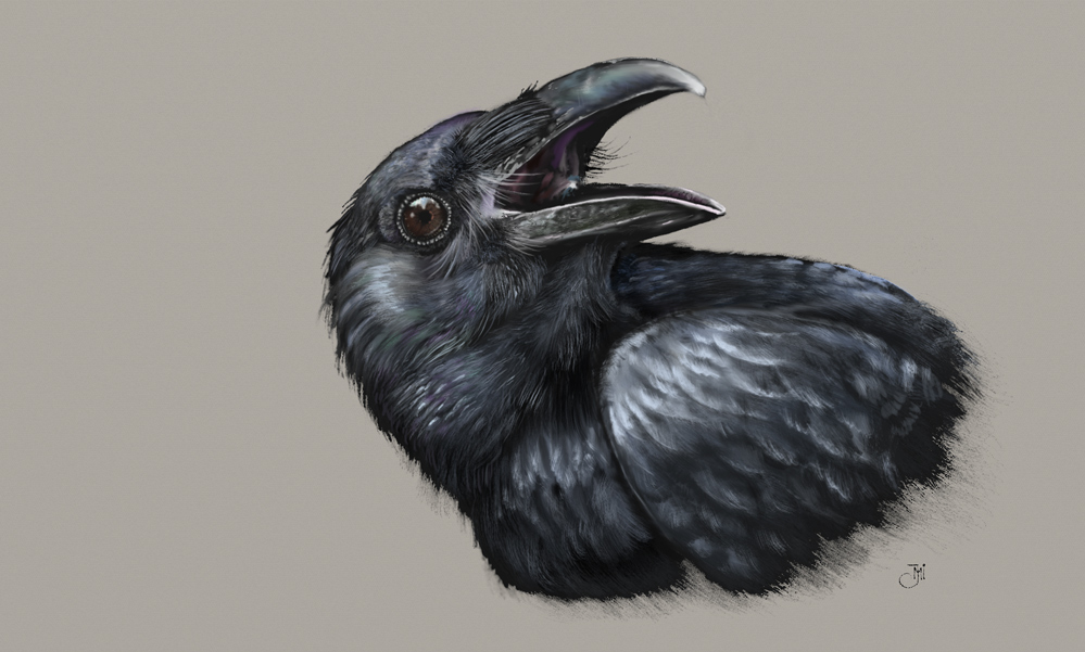 Raven2b.jpg